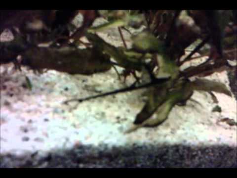 Die ersten Tage bei den großen.wmv