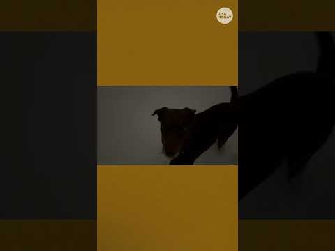 Winter Storm Fern brings snow and ice. See videos.