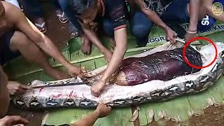 गाँव वालों ने जब अजगर को चीरा तो अंदर देखिये क्या मिला | Weirdest Thing Found Inside Animals Part-2 video