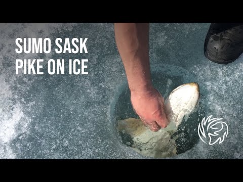 Sumo Sask Pike on Ice