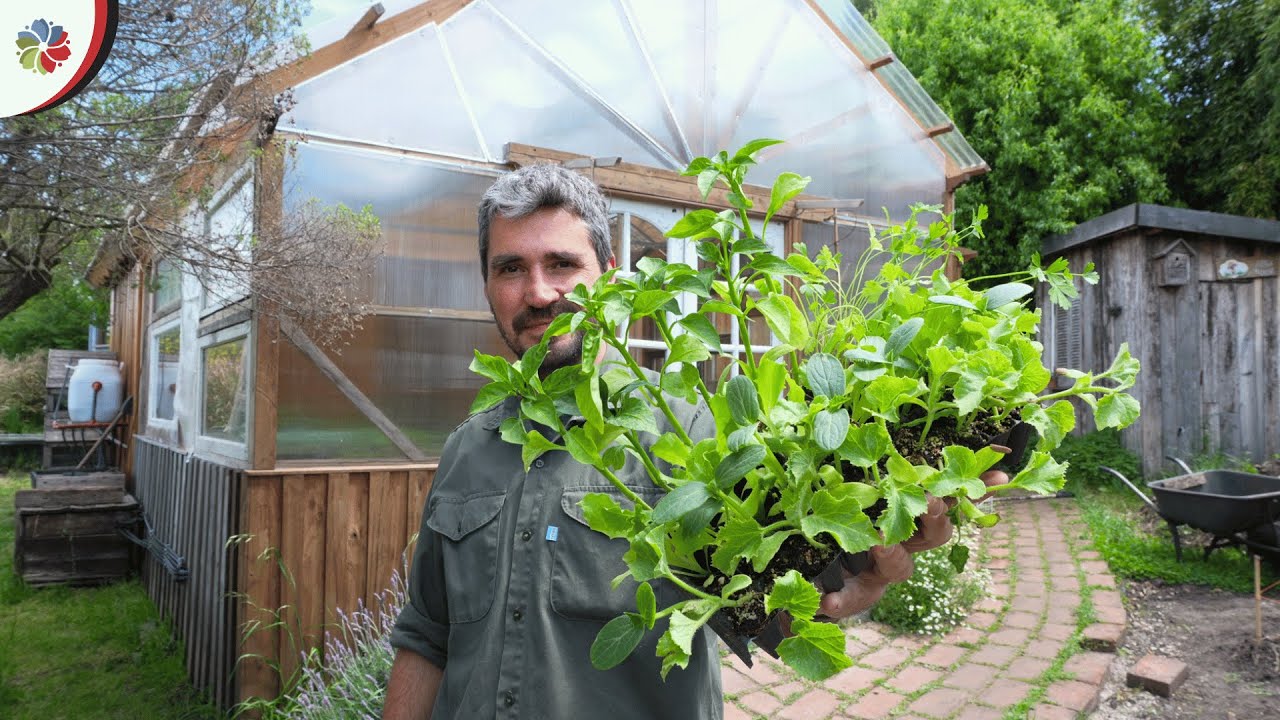 Qué voy a CULTIVAR en NOVIEMBRE en la MINI GRANJA 👨‍🌾