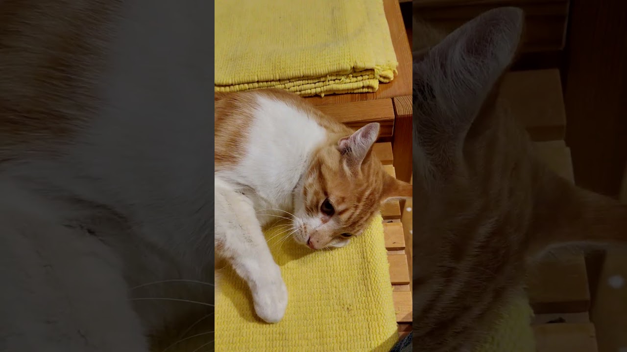 Enlarge Louis, a Adoptable Domestic Short Hair in Marin, CA video 4/4