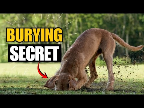Why Dogs Bury Toys or Food  Instincts You Never Knew
