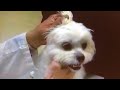 Fairchild TV Canada Interview Of Victoria Shroff Vancouver Animal Law Lawyer About Pet Insurance