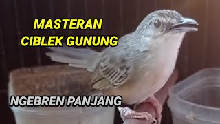 Download lagu Masteran ciblek gunung NGEBREN PANJANG FULL isian | CIBLEK GUNUNG GACOR mp3