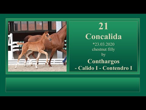 21 Concalida by Conthargos - Calido I - Contendro I