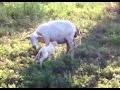 Katahdin Sheep Giving Birth The Miracle Of Life
