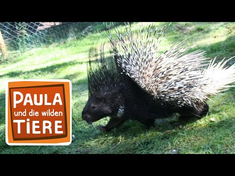 Kuscheln mit dem Stachelschwein |  Paul und die wilden Tiere