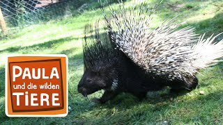 Download lagu Kuscheln mit dem Stachelschwein |  Paul und die wilden Tiere mp3