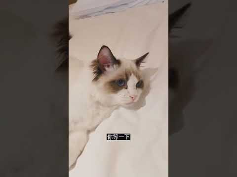 【張藝興】 200818 Zhang Yixing Lay - Yixing’s studio update: Yixing making Lulu dance to BOOM