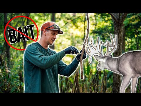 How to Make Mock Scrapes Bucks Can’t Resist