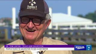 : Clear blue water in Galveston