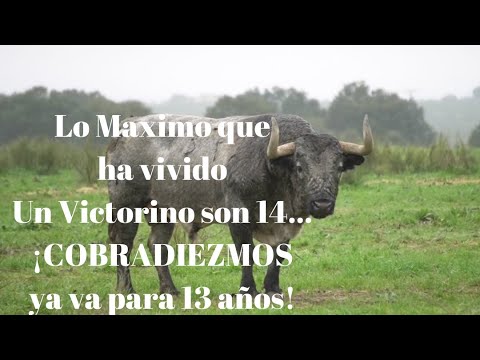⭐️COBRADIEZMOS ¡YA VA PARA 13 AÑOS! Lo Máximo que ha vivido Un Victorino son 14…