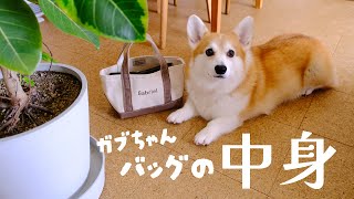 【犬との暮らし】バッグの中身
