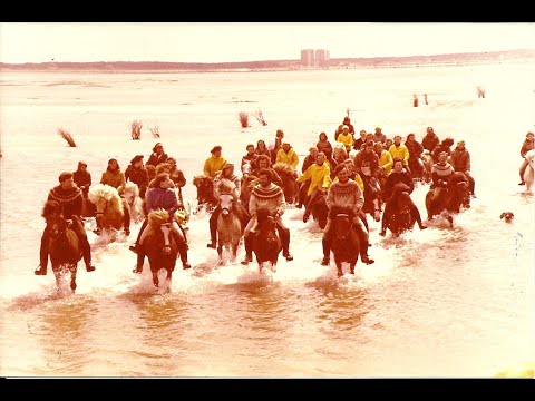 50 Jahre Islandpferde im Norden - der Film