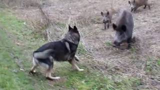 ¡Pastor Alemán Vs Jabalís!
