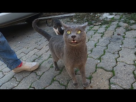 Grey cat shaking his tail when he is happy