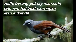 Download lagu Kicau burung poksay mandarin bersih dan keras bisa buat pikat atau pancingan Satu jam full mp3 Download lagu Kicau burung poksay mandarin bersih dan keras bisa buat pikat atau pancingan Satu jam full mp3