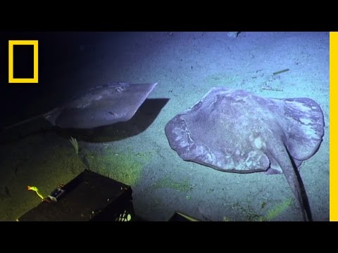 The World on the Ocean Floor | Sea of Hope: America's Underwater Treasures