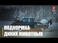 Лесхозы Гомельщины в сильные морозы устраивают для диких животных «лесные столовые»