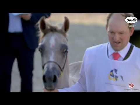 N 10 HIND ALBADAH   Kuwait Purebred Arabian Horses Show 2022   Yearling Fillies Class 1A