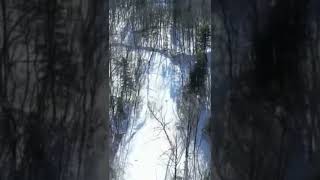Drönare - Mer snö på marken i skogen (#Shorts)