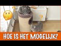 Bram en Saar jureren | DierenpraatTV