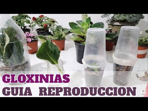 , title : 'gloxinias reproduccion guia completa sinningia chuyito jardinero'