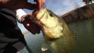 Fishing The Jackall Bling with Lintner and Tosh Part 2
