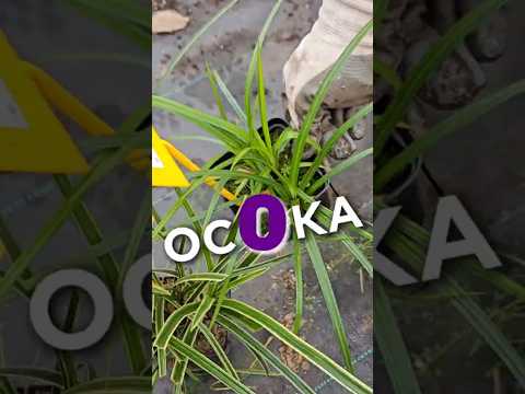 фото декоративные злаки. корневища от 23 руб. мискантус, просо, осока, овсяница 0