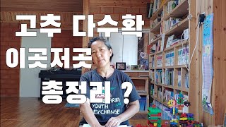 고추 다수확 여기저기 제가 정리해봤습니다. 더이상 해매지 말자구요