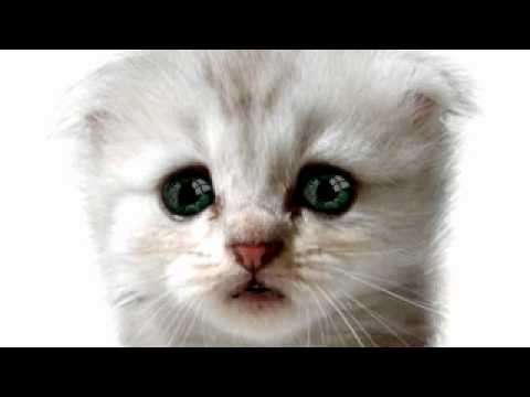 Cat singing Nicki Minaj - Starships