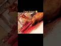 Qurbani Video Camel Allah Muhammadﷺ Camels Qurbanistatus Qurbani Eidspecial Eid Fypシ゚viral