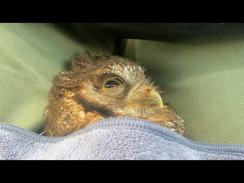 フクロウはどこで寝ますか?