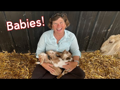 Meet The New Babies (The New Goat Triplets: Curtis, Laura, & Red)