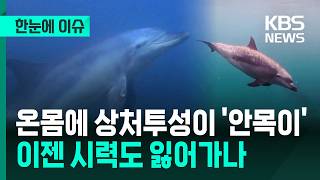 [한눈에 이슈] 온몸에 상처투성이 '안목이', 이젠 시력도 잃어가나 / KBS 2026.04.15.