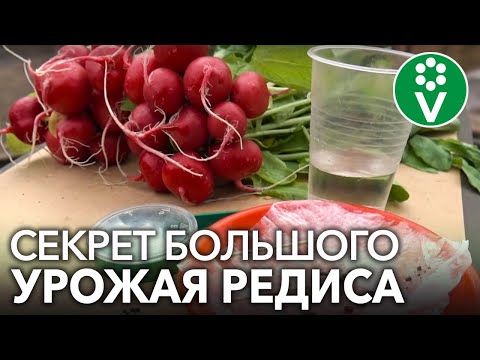 СОЧНЫЙ И КРУПНЫЙ РЕДИС БЕЗ ВРЕДИТЕЛЕЙ! Секреты выращивания редиса для небывалого урожая.