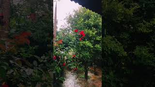 🌧️ Chuva Perfeita para Dormir e Relaxar !!! #chuvaparadormir #rainsounds #chuvanotelhado #shorts