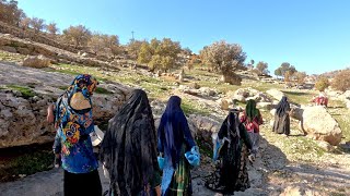 Harvesting Acorn By Nomadic Women _ Nomadic & Village Lifestyle Of Iran