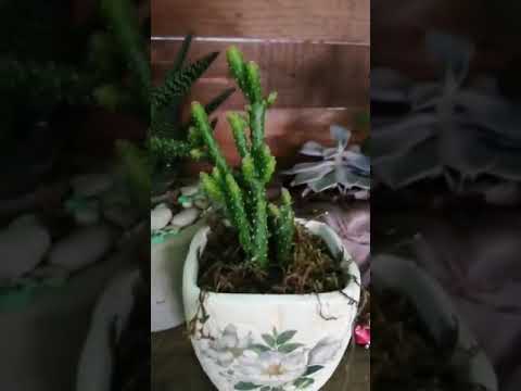 معايدة من السيدة وفاء ابو عباس بمناسبة حلول العام الجديد2021