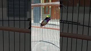 Download lagu Konin nembak belalang emas mp3