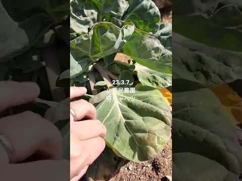 9月から2月にかけて実りの多い収穫を得るために芽キャベツを植えるにはどうすればよいでしょうか?  庭園