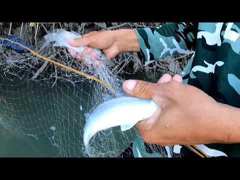 EP228:PART2-PAMAMANTI AT PAG UPDATE SA AMING CAGES/