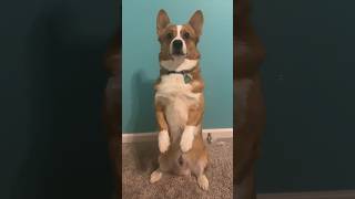 How to sit pretty😘#dog#corgi#tricks#howto#crumpetsthecorgi