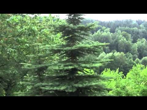 V517 Lučany nad Nisou