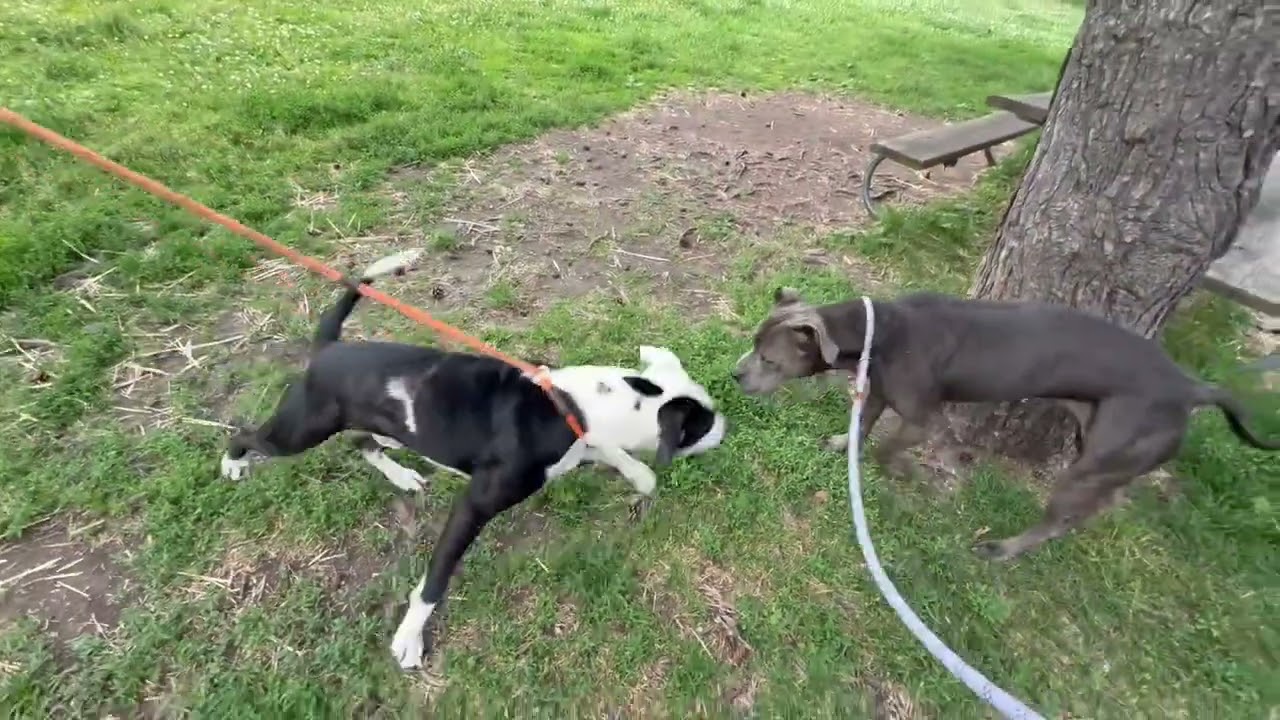 Acton's Leash Test 2