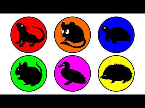 Pets: Hamster, Duckling, Tortoise, Dormouse, Hedgehog, Mouse