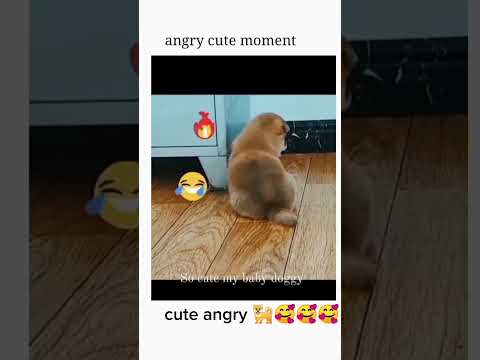 #comedy || cute anger|| of my dog || 🥰🥰😍😀😀
