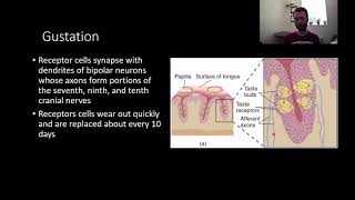 PSY210 CH7 PT6: Gustation