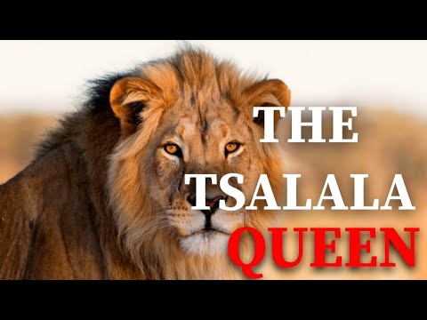 THE RISE AND FALL OF THE TSALALA LION - SABISAND